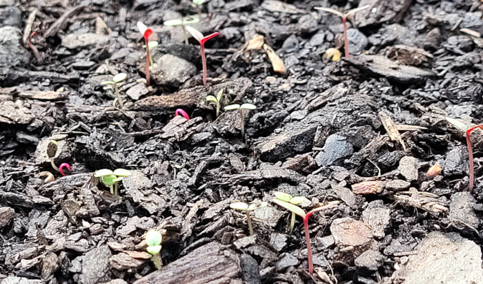 photo of sprouts with red stems