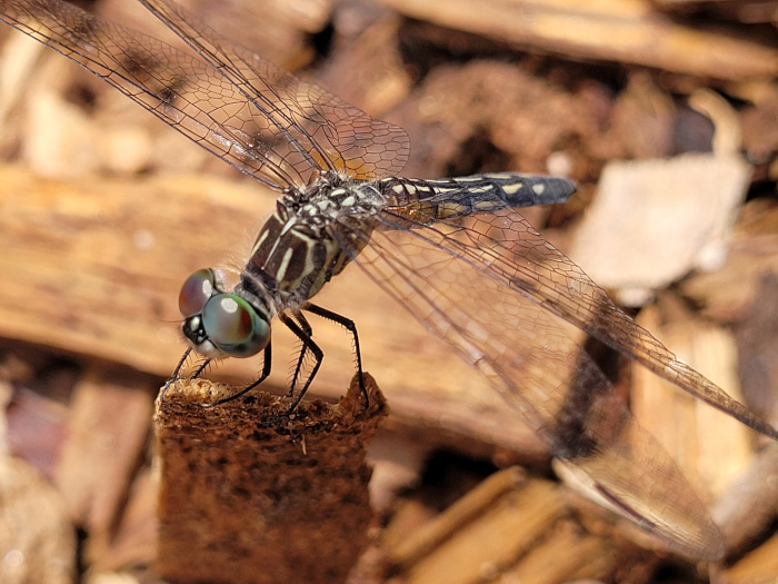 photo of dragonfly