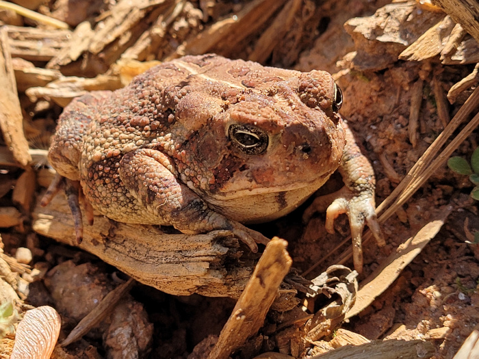 visiting toad