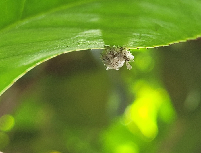 lacewing larva photo